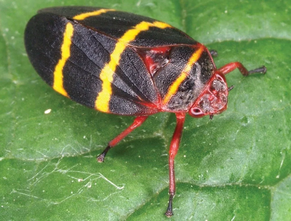 Professional yard maintenance for beautiful yards in Wilmington, NC by Sean's Lawn's