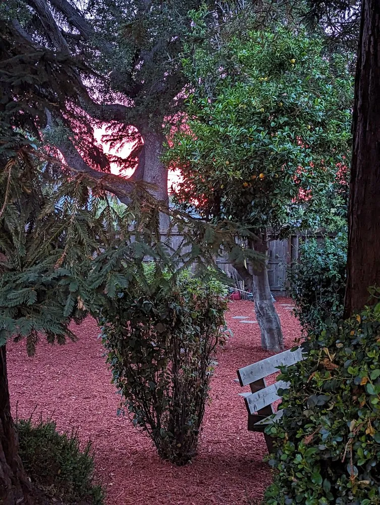 Custom residential landscaping for year-round maintenance in Redwood City, CA by Sean's Tree Service & Landscaping