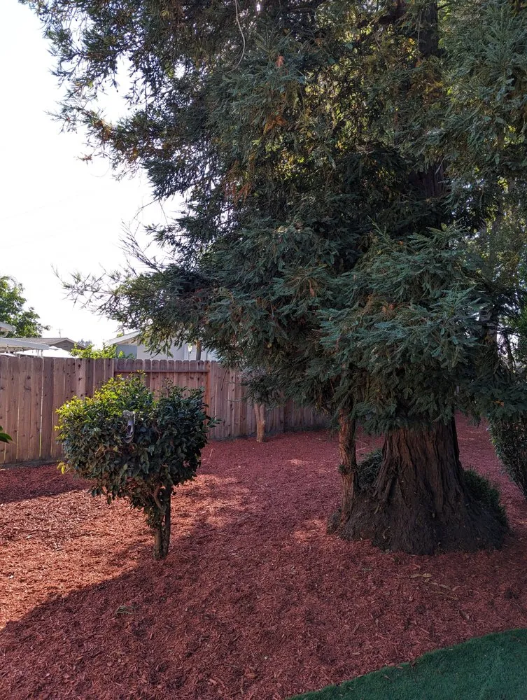Local lawn care service in Redwood City, CA - Sean's Tree Service & Landscaping