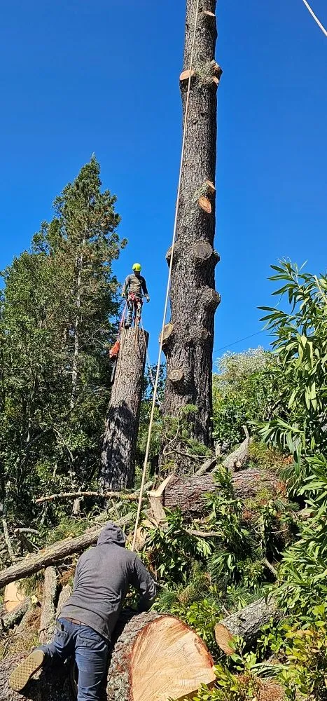Trusted residential landscaping for beautiful yards across Redwood City, CA - Sean's Tree Service & Landscaping