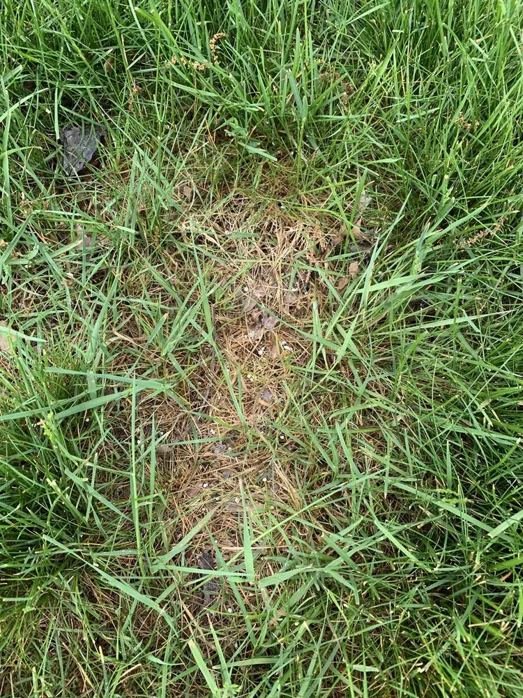 Professional landscaping services for year-round maintenance across Coventry, RI - SeaScape