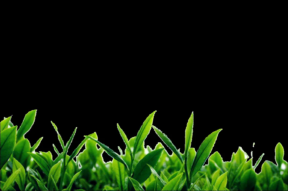 Top-rated landscape design for homes across Cantonment, FL - Seaside Grounds Maintenance