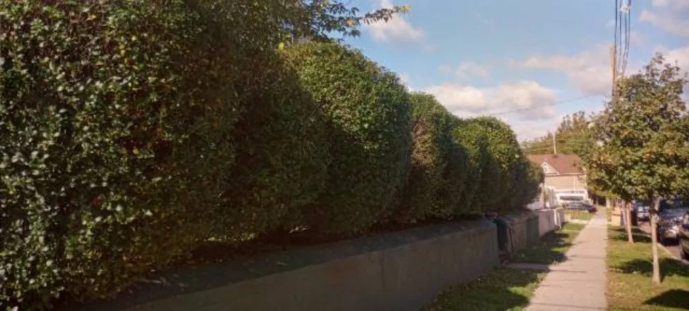 Top-rated garden landscaping for beautiful yards across Plainfield, NJ - Season By Season Lawn Care