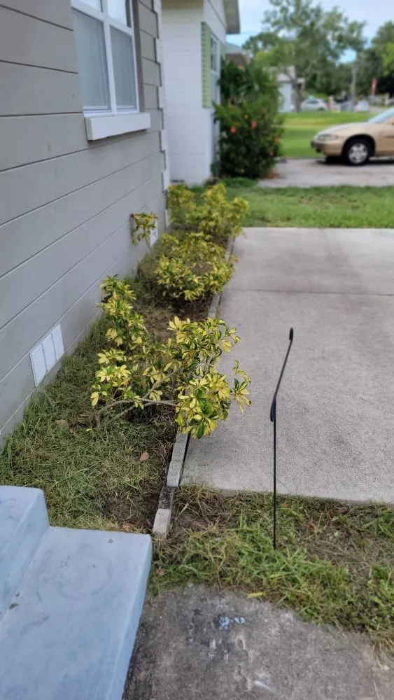 Top-rated residential landscaping in Tampa, FL by Season Cultivation Services