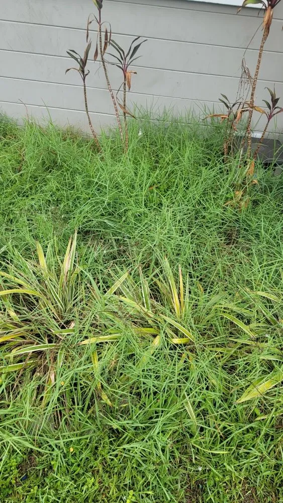 Affordable landscape design near you across Tampa, FL - Season Cultivation Services