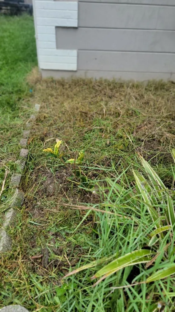 Reliable residential landscaping experts serving Tampa, FL - Season Cultivation Services