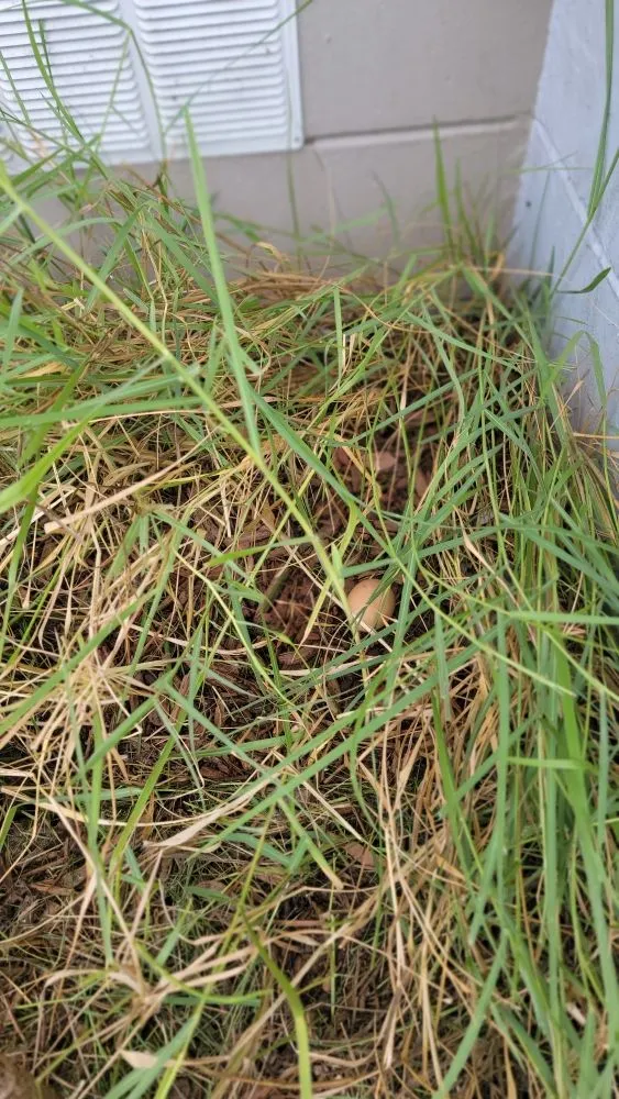 Custom residential landscaping experts serving Tampa, FL - Season Cultivation Services