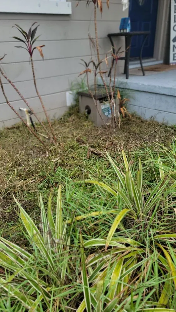 Professional landscaping services in Tampa, FL by Season Cultivation Services