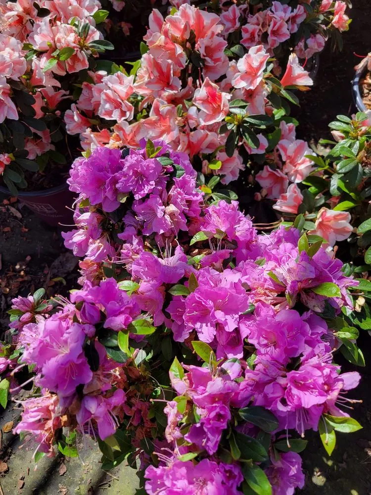 Professional lawn care service for year-round maintenance across Clayton, NC - Seasonal Images Landscapes