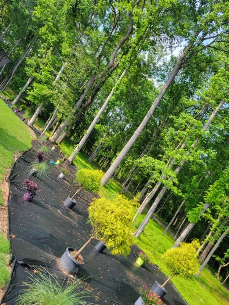 Trusted landscape design with custom design across Clayton, NC - Seasonal Images Landscapes