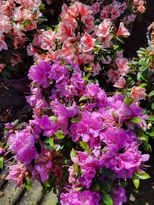 Seasonal Images Landscapes Logo