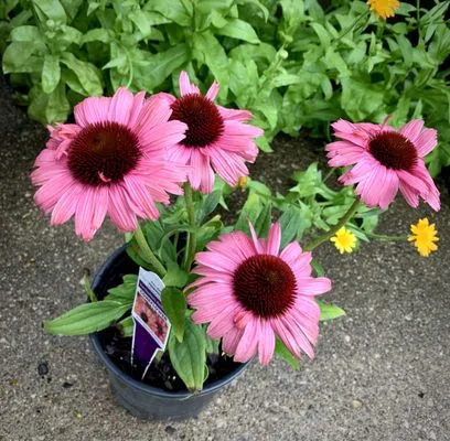 Seasonal Landscaping & Nursery Logo