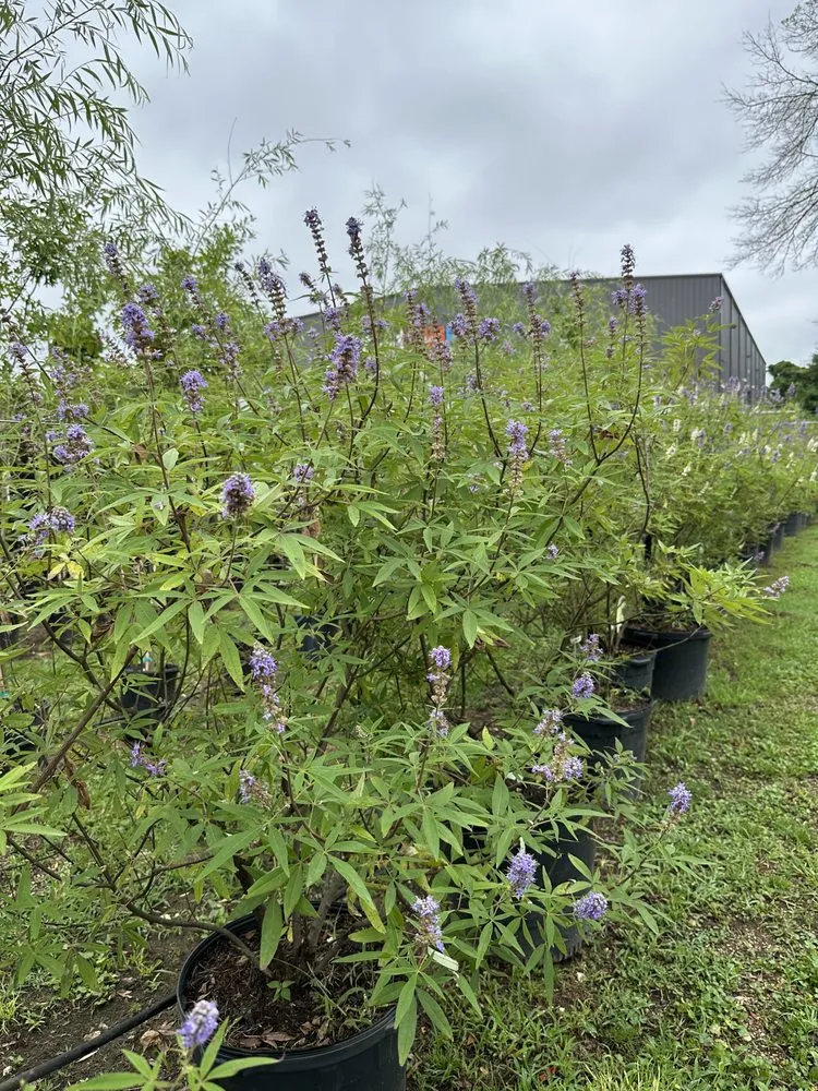 Local yard maintenance for homes in Longview, TX by Seasonal Landscaping