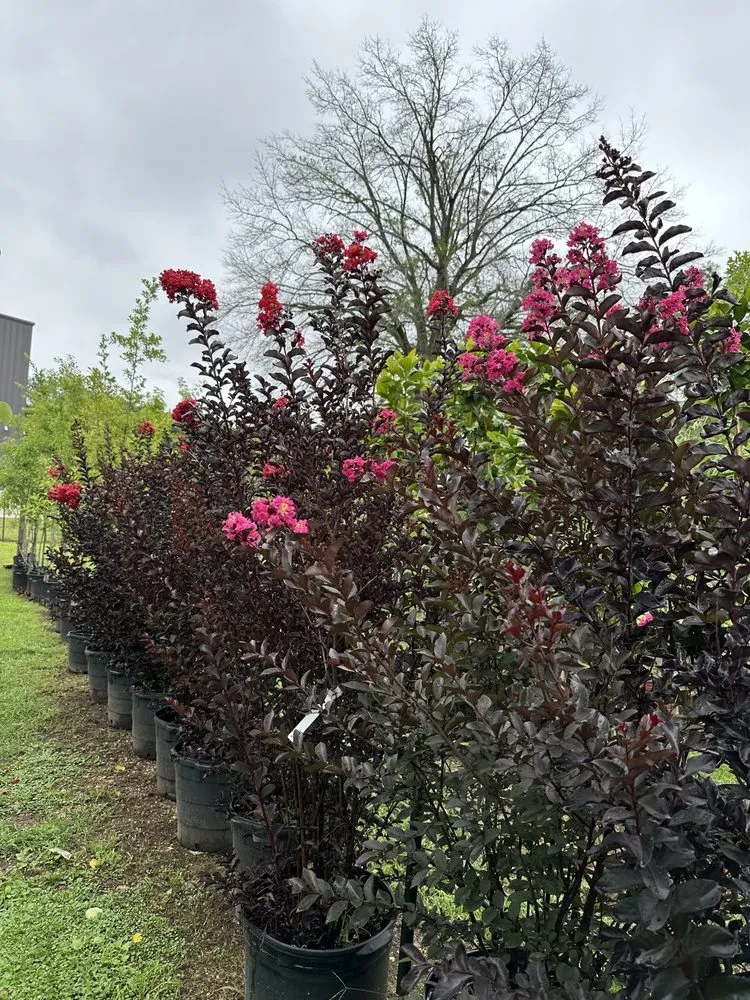 Custom lawn mowing service for beautiful yards across Longview, TX - Seasonal Landscaping