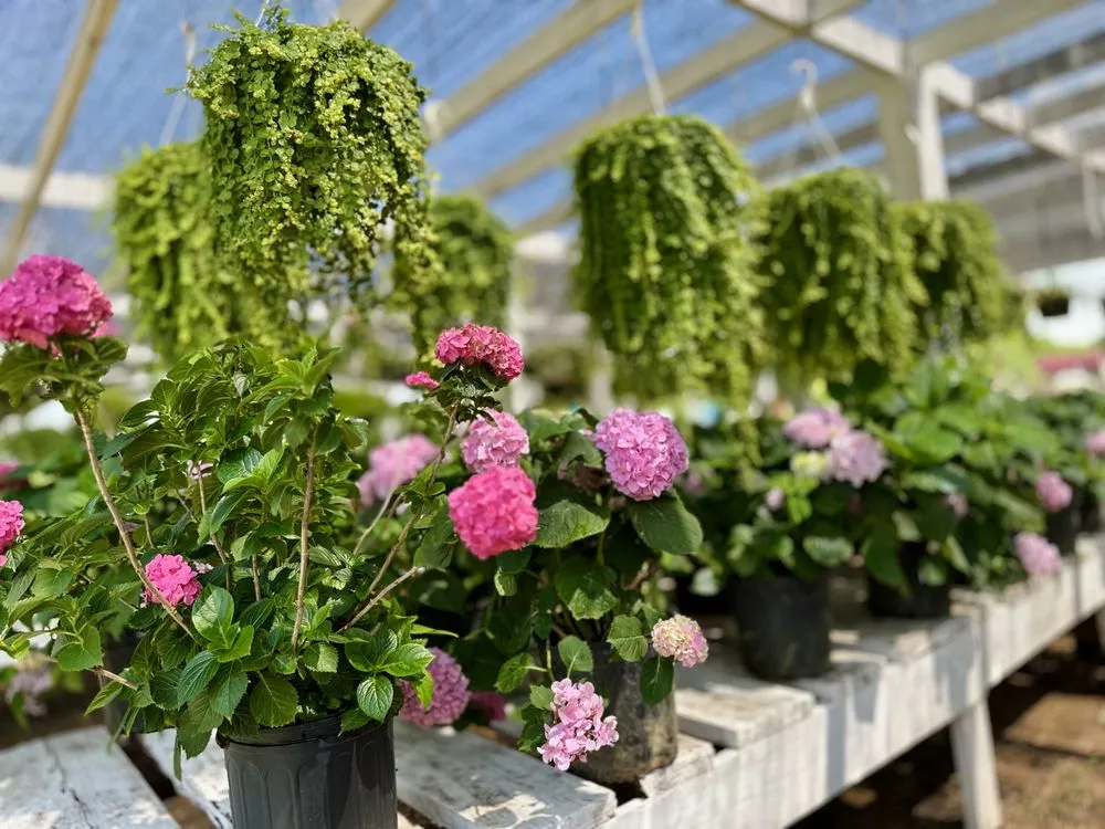 Reliable residential landscaping experts serving Longview, TX - Seasonal Landscaping