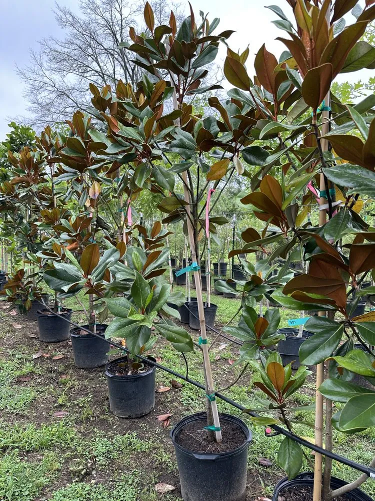 Affordable yard cleanup service experts serving Longview, TX - Seasonal Landscaping