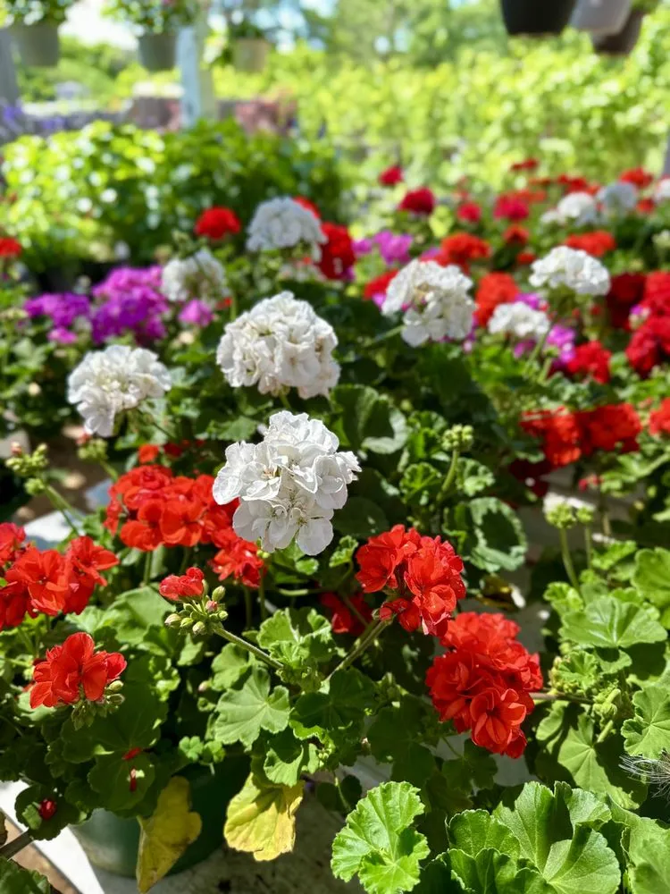 Reliable yard maintenance experts serving Longview, TX - Seasonal Landscaping