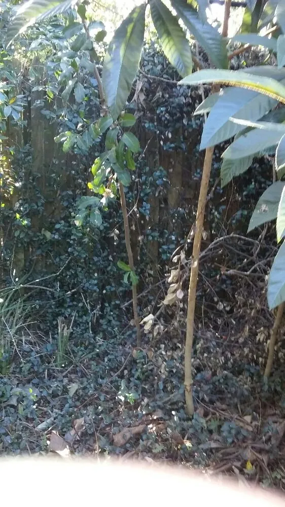 Reliable outdoor landscaping experts serving New Port Richey, FL - Seasonal Lawn Care Services