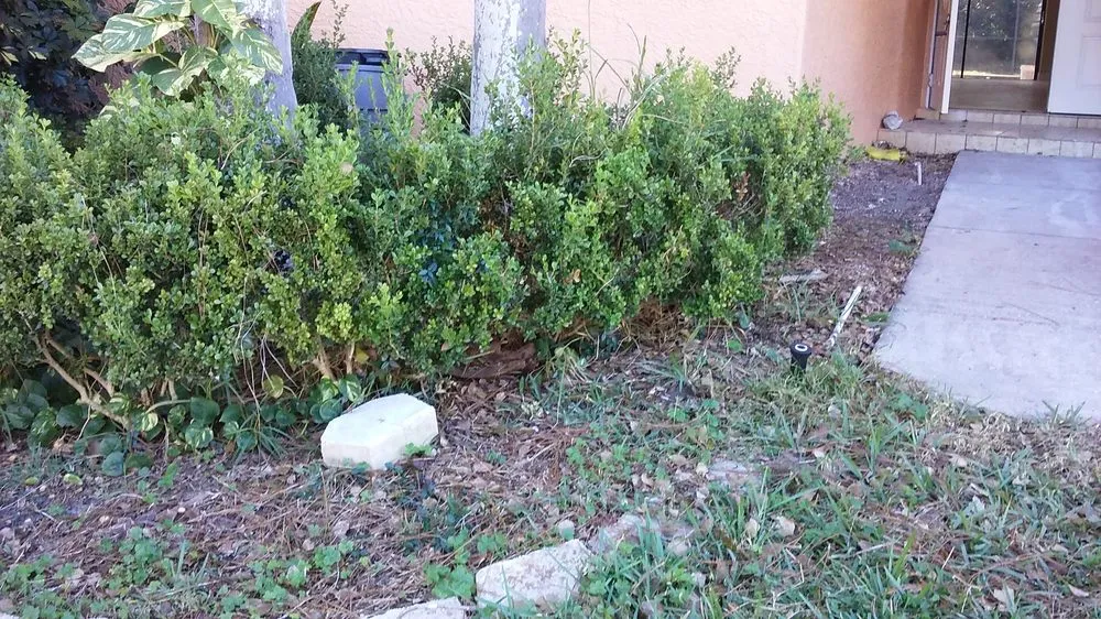 Top-rated outdoor landscaping for year-round maintenance across New Port Richey, FL - Seasonal Lawn Care Services