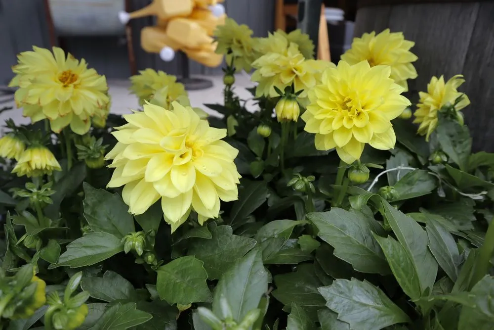 Top-rated landscape installation in Inwood, WV - Seasonal Services Garden Center & Landscape Supply