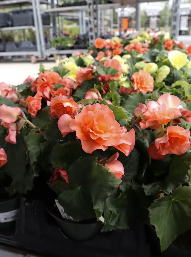 Reliable yard cleanup service for homes across Inwood, WV - Seasonal Services Garden Center & Landscape Supply