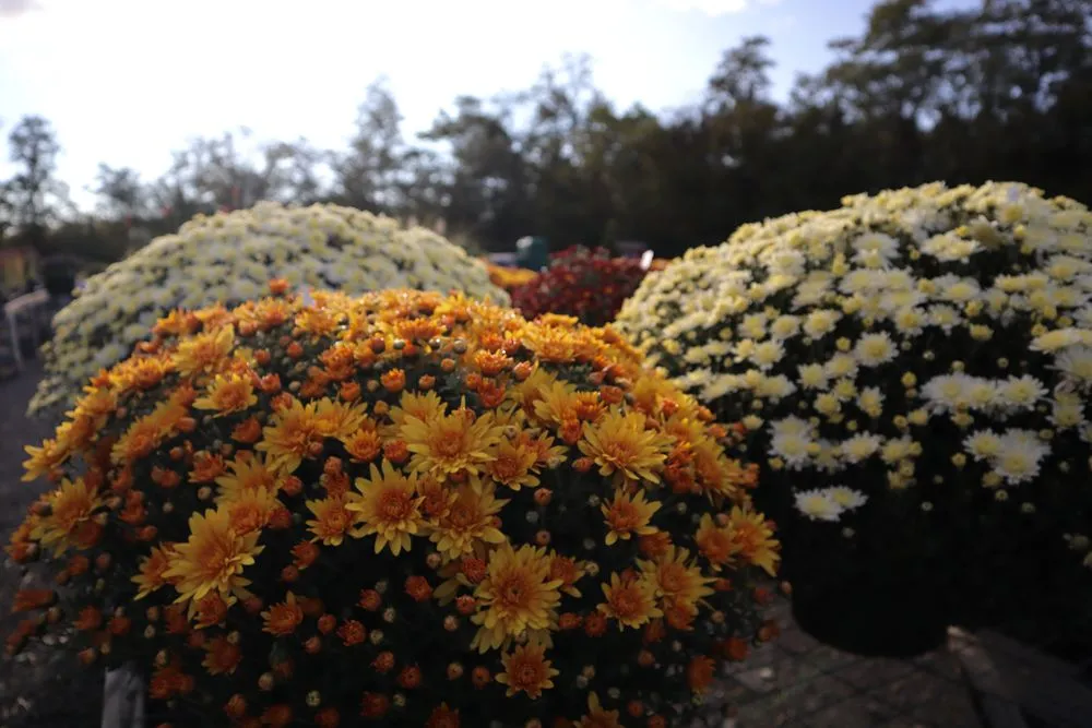 Local landscape installation in Inwood, WV by Seasonal Services Garden Center & Landscape Supply