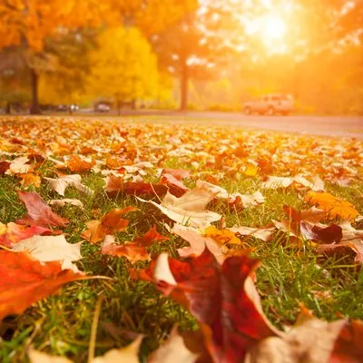 Seasonal Solutions Logo