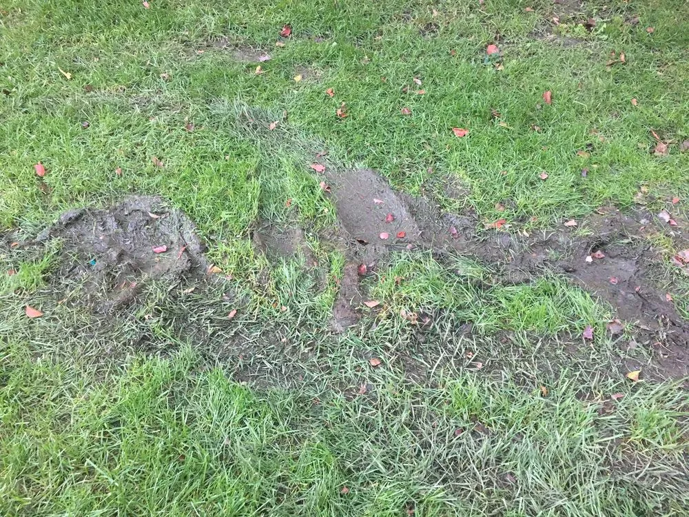 Professional landscaping services with custom design in Overland Park, KS by Seasonal Solutions