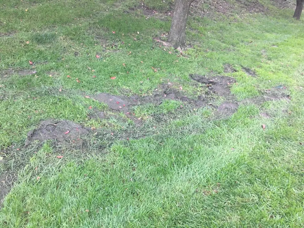 Reliable landscape installation in Overland Park, KS by Seasonal Solutions