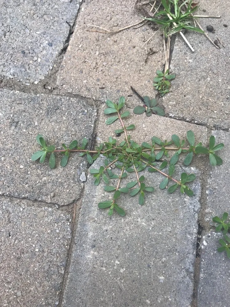 Expert lawn mowing service in Maineville, OH - Seasons Best Landscaping