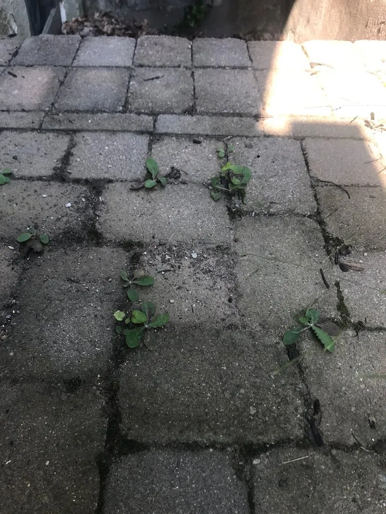 Affordable landscape installation in Maineville, OH - Seasons Best Landscaping