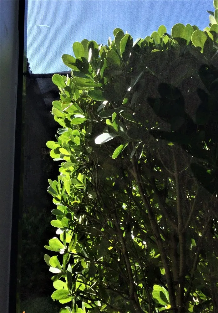 Expert garden landscaping in Naples, FL - Seasons Service Select