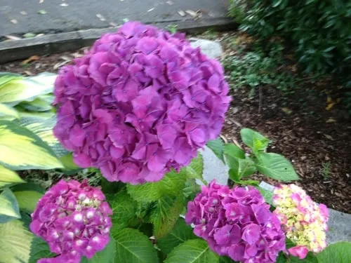 Local outdoor landscaping for residential properties in Tukwila, WA by SeaTac Landscaping