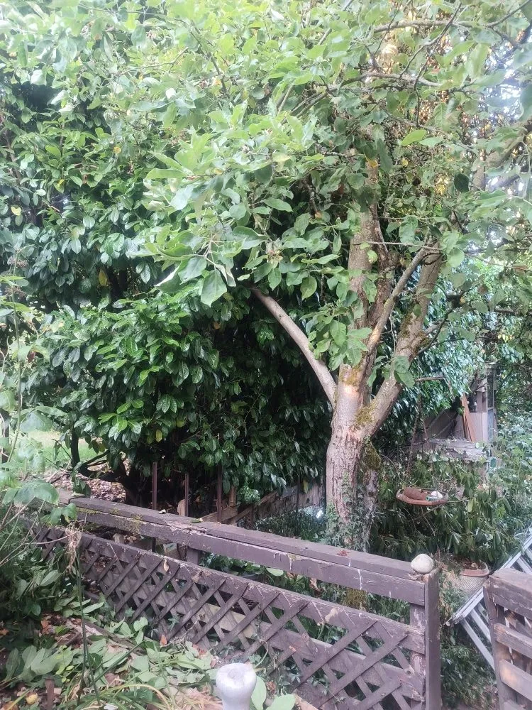 Top-rated yard cleanup service in Seattle, WA by Seatown Landscaping