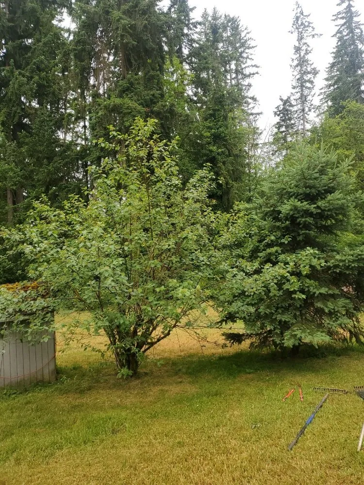 Reliable outdoor landscaping in Seattle, WA - Seatown Landscaping