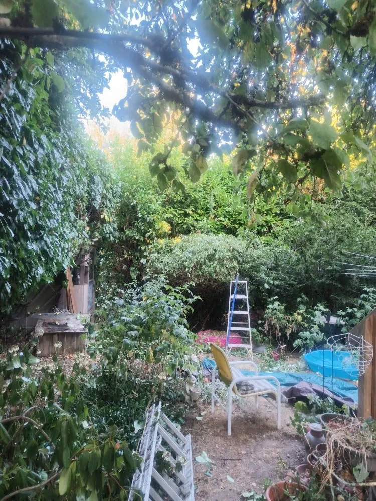 Affordable yard maintenance experts serving Seattle, WA - Seatown Landscaping