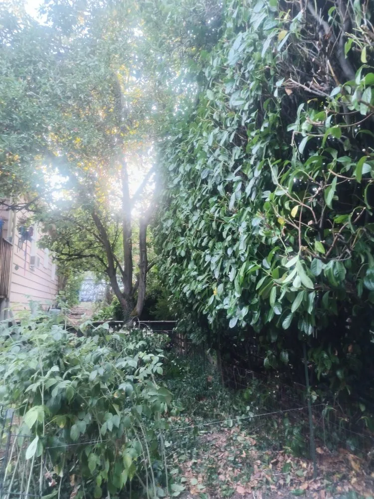 Reliable landscaping services for outdoor upgrades in Seattle, WA by Seatown Landscaping