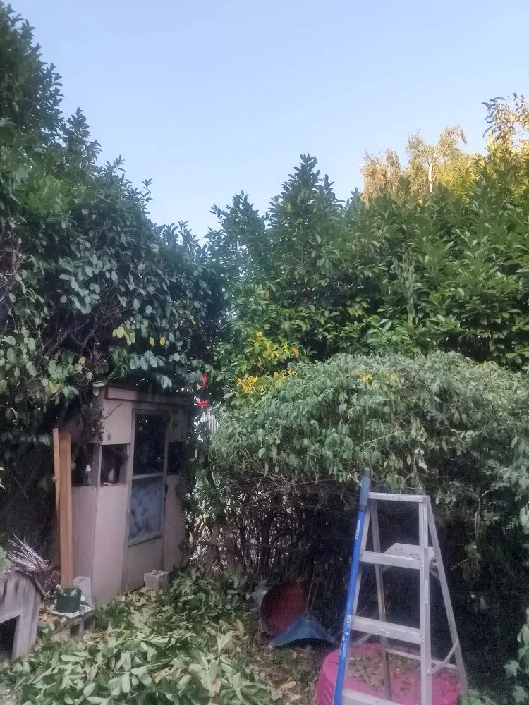 Top-rated lawn care service for outdoor upgrades across Seattle, WA - Seatown Landscaping