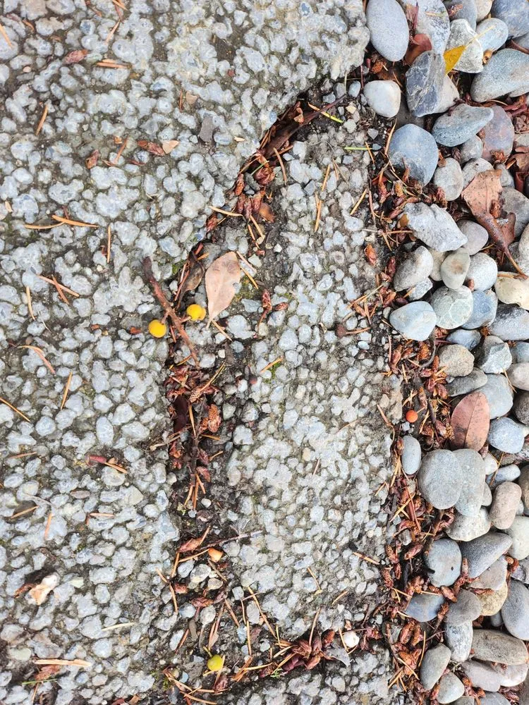 Trusted yard cleanup service for outdoor upgrades in Kirkland, WA by Seattle Pro Turf