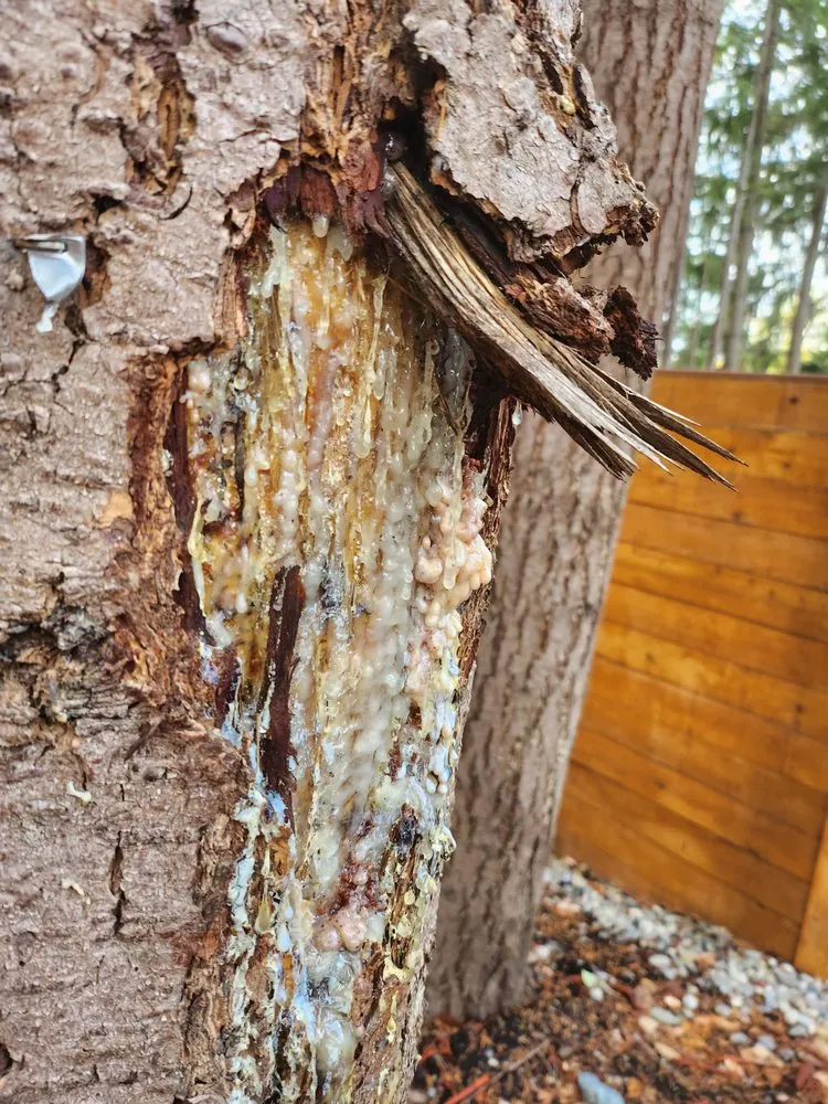 Top-rated lawn mowing service in Kirkland, WA - Seattle Pro Turf