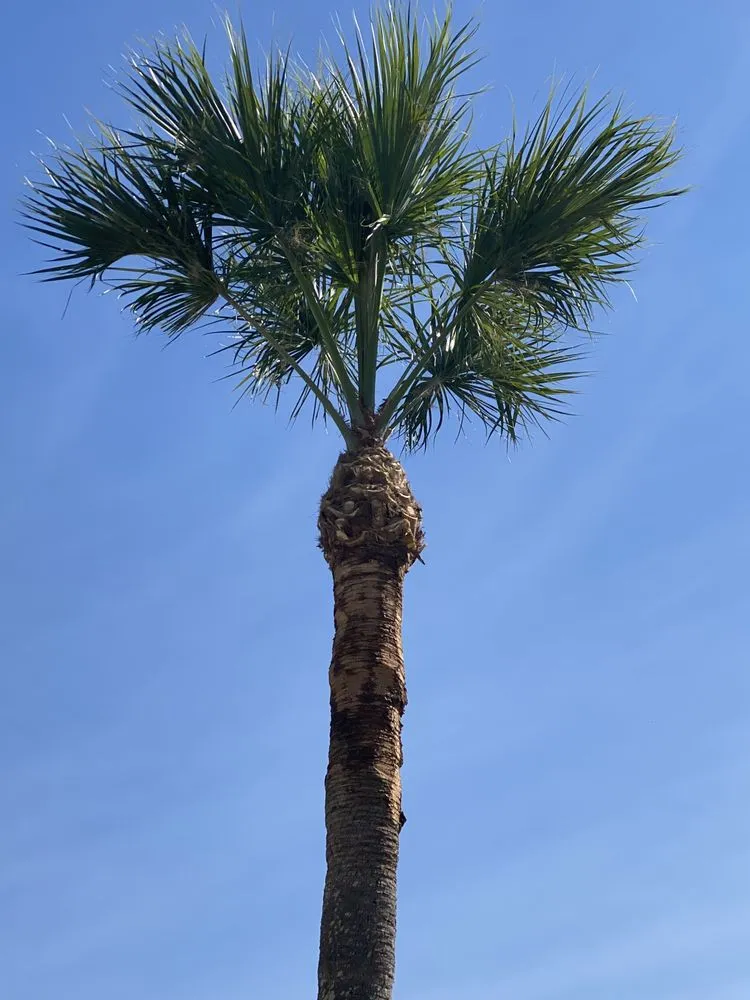 Custom garden landscaping for year-round maintenance in Fort Myers, FL by Seaview Stump & Tree Removal
