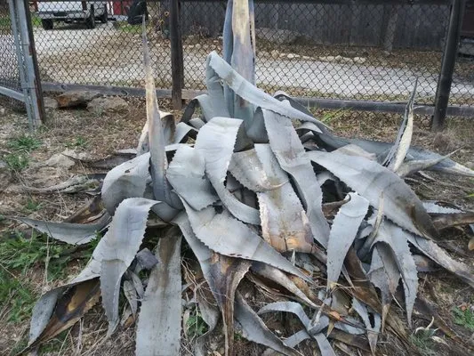 Sebastian Landscaping And Tree Service Logo