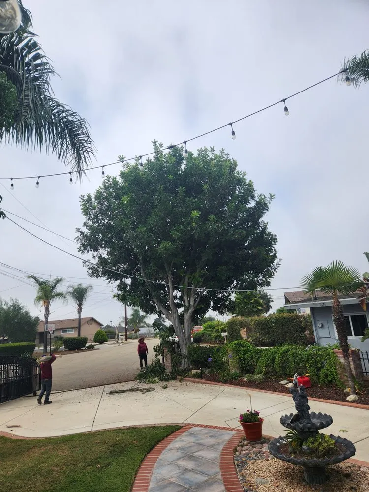 Affordable residential landscaping with custom design in Fallbrook, CA by Sebastian Landscaping &Tree service