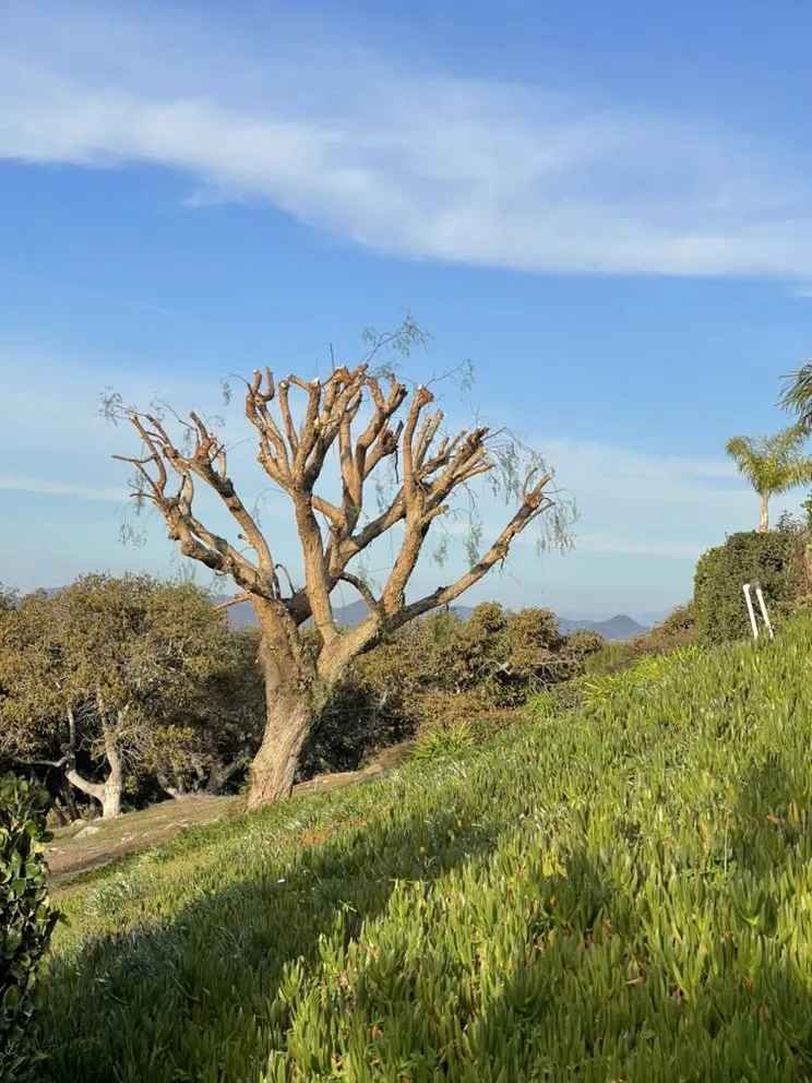 Expert residential landscaping experts serving Fallbrook, CA - Sebastian Landscaping &Tree service