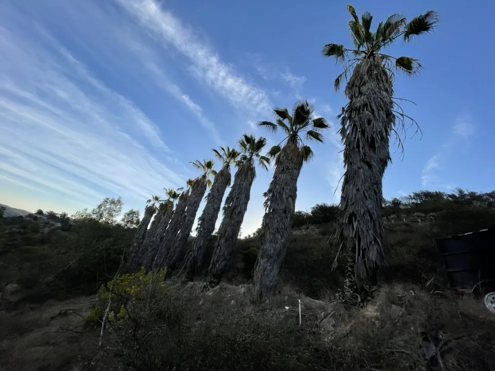 Custom garden landscaping in Fallbrook, CA by Sebastian Landscaping &Tree service
