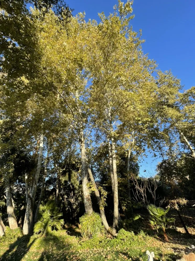 Top-rated outdoor landscaping for outdoor upgrades across Fallbrook, CA - Sebastian Landscaping &Tree service