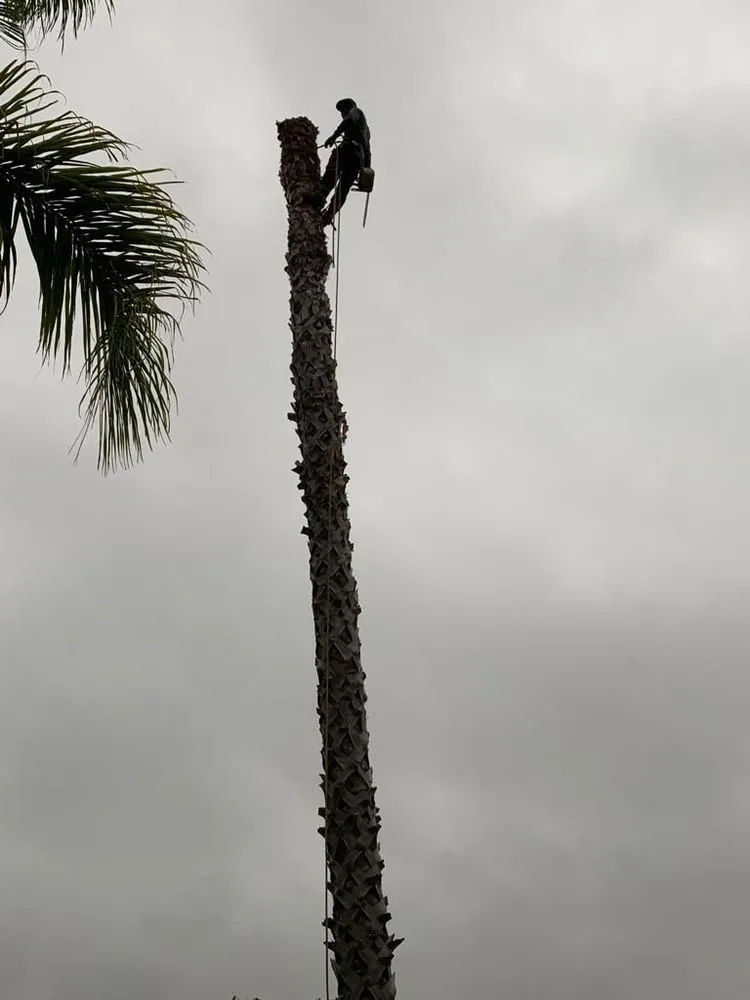 Expert yard cleanup service in Fallbrook, CA - Sebastian Landscaping &Tree service