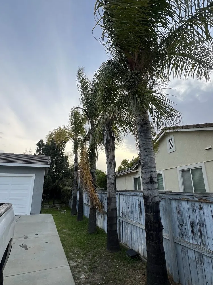 Affordable landscape installation in Fallbrook, CA by Sebastian Landscaping &Tree service