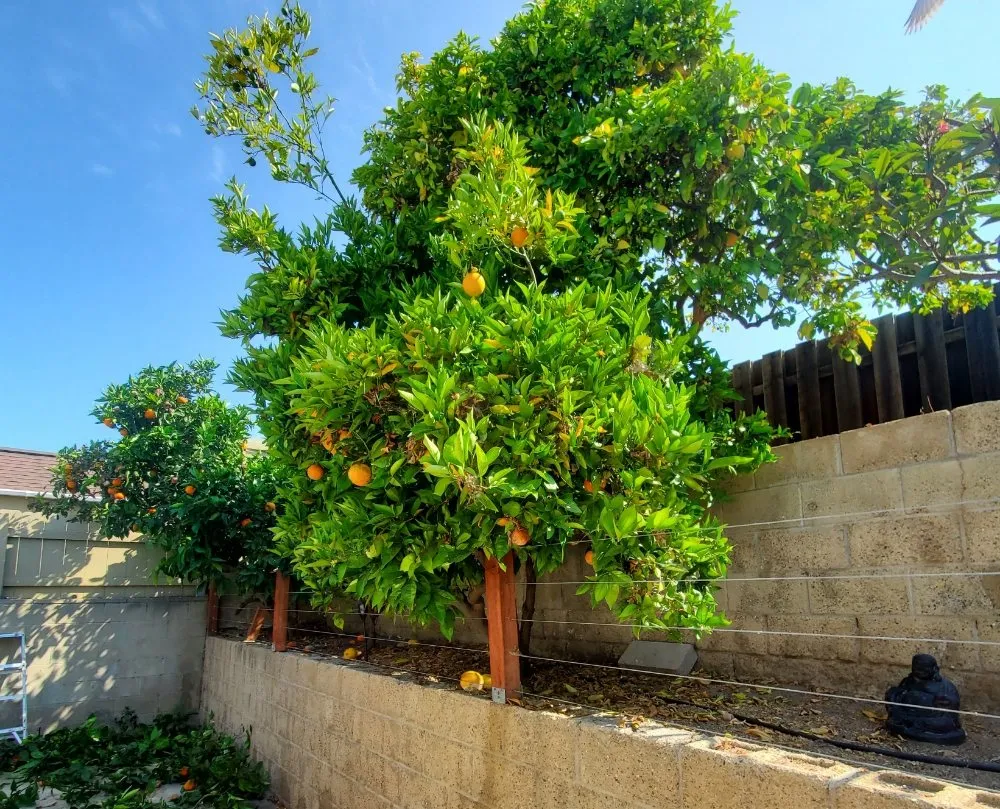 Reliable landscaping services experts serving El Cajon, CA - Sebastian's Landscape