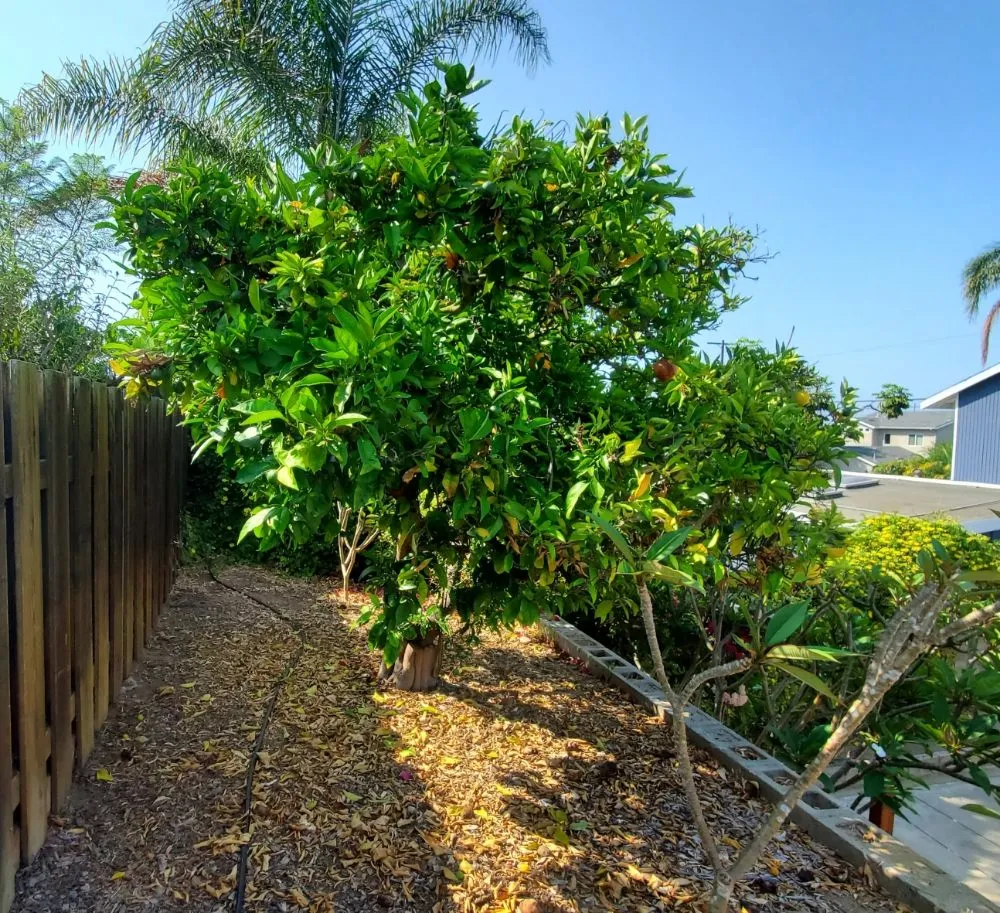 Local landscape installation in El Cajon, CA by Sebastian's Landscape